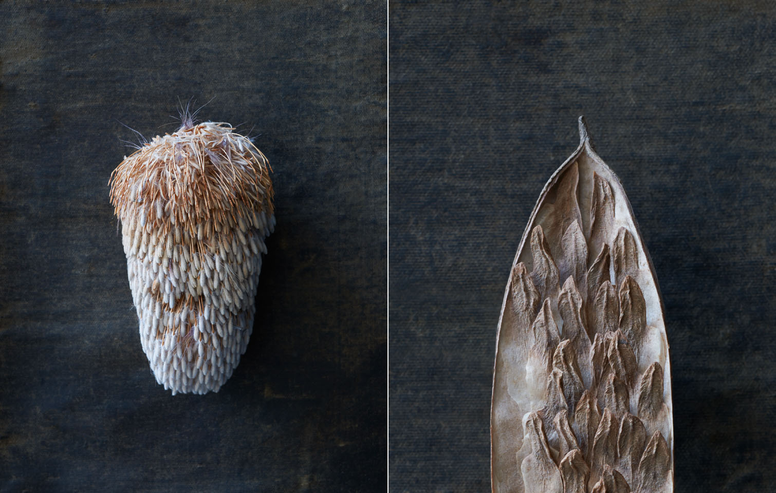 After Karl Blossfeldt